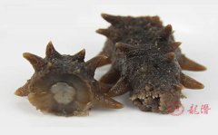 長(zhǎng)島海參的優(yōu)勢(shì)