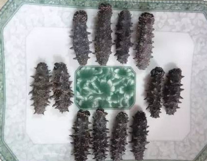 供應(yīng)高檔干海參禮盒，傳統(tǒng)晾曬